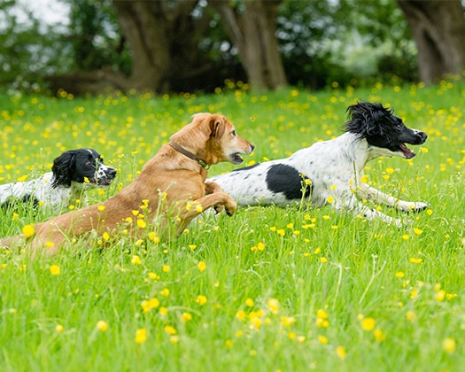 Drei Hunde rennen über eine Wiese