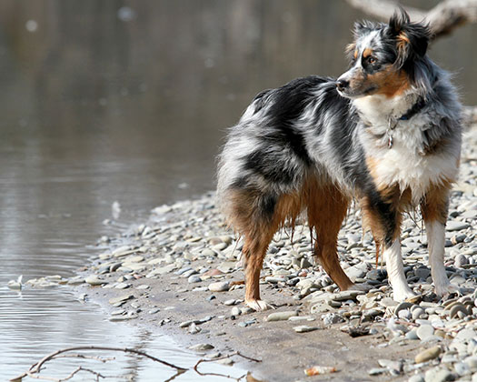 Hund am See