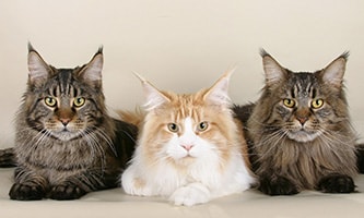 Drei Maine Coon Katzen