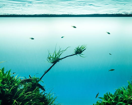 Aquarienpflanzen - Garnelenfütterung